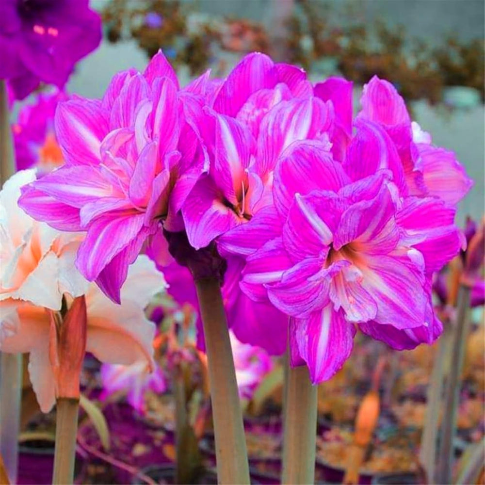 Mélange de bulbes de fleurs, ampoule magique mystère, plantation rustique, bulbe de fleurs vivaces résistant à l’hiver, bulbes rustiques - 3 bulbes d’orchidées