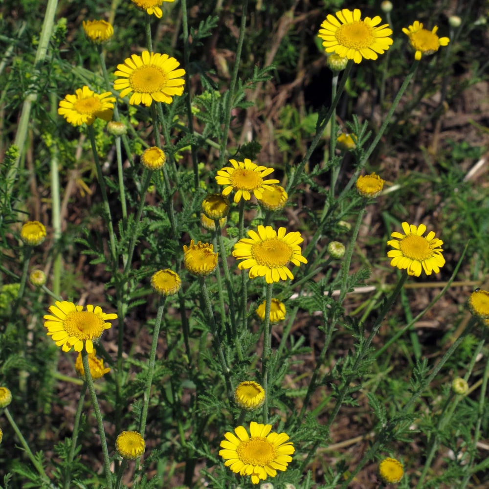 Camomille de teinture (Anthemis tinctoria) - environ 800 graines de la plante tinctoriale traditionnelle et de la fleur sauvage vivace