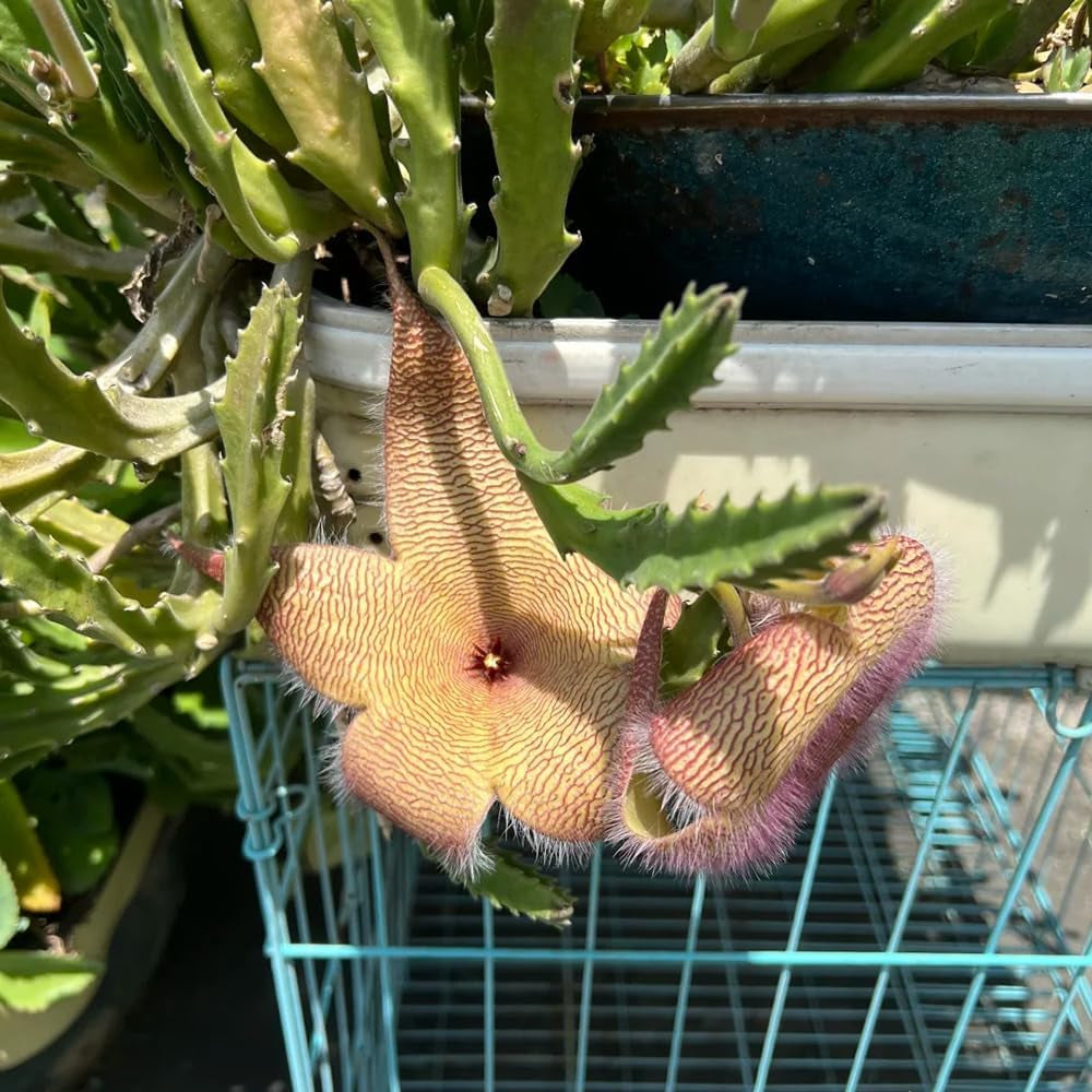 Stapelia - Balkonpflanzen Seltene Sukkulenten Grünpflanzen Zimmerpflanzen Balkongewächshäuser Für Sonnige Plätze Kräuterpflanzen Dekopflanzen Wohnzimmer Deko Bio Exotische Alte 15Samen