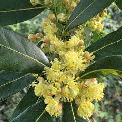 Lorbeerbaum, Schnell Wachsende Lorbeer, Immergrüne Winterhart Blühende 125Samen