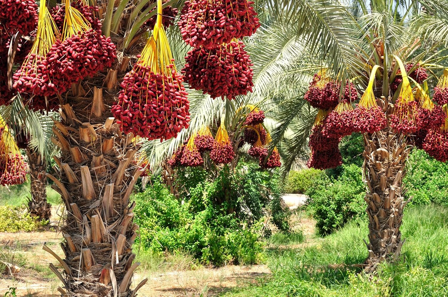 Mundo Feliz Dattes séchées aux graines issues de l'agriculture biologique, 2 x 500 g Produits déshydratés Naty Shop