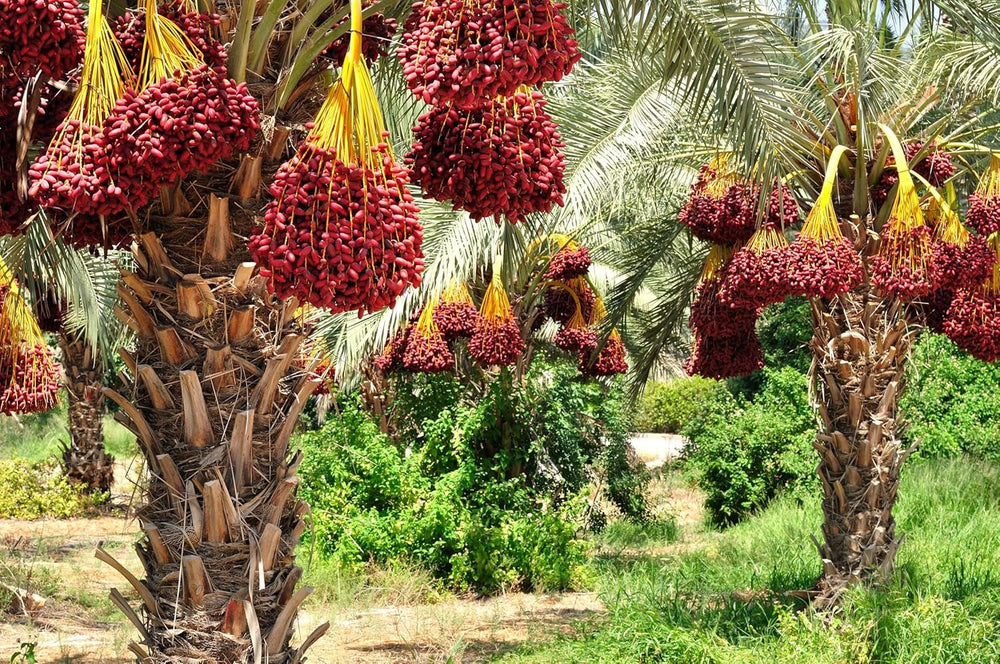 Mundo Feliz Dattes séchées aux graines issues de l'agriculture biologique, 2 x 500 g Produits déshydratés Naty Shop