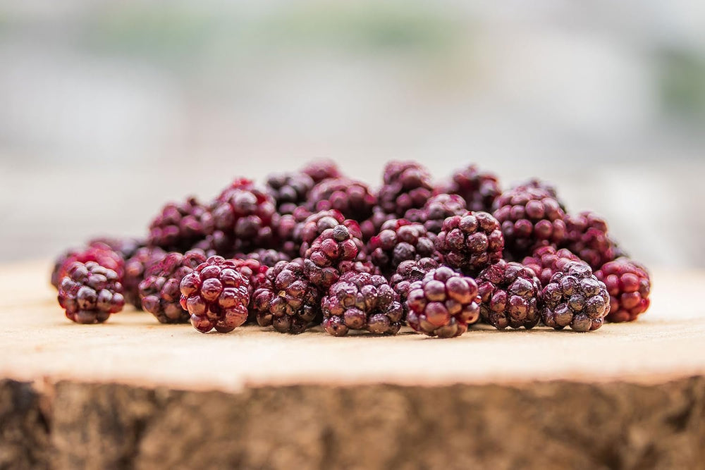 Mûres sauvages BRIX | Mûres sauvages naturelles, séchées 95 g | Prix ​​du Grand Goût pour les Baies Séchées | Sans OGM, sans gluten, végétalien, vitamines retenues Naty Shop Produits déshydratés