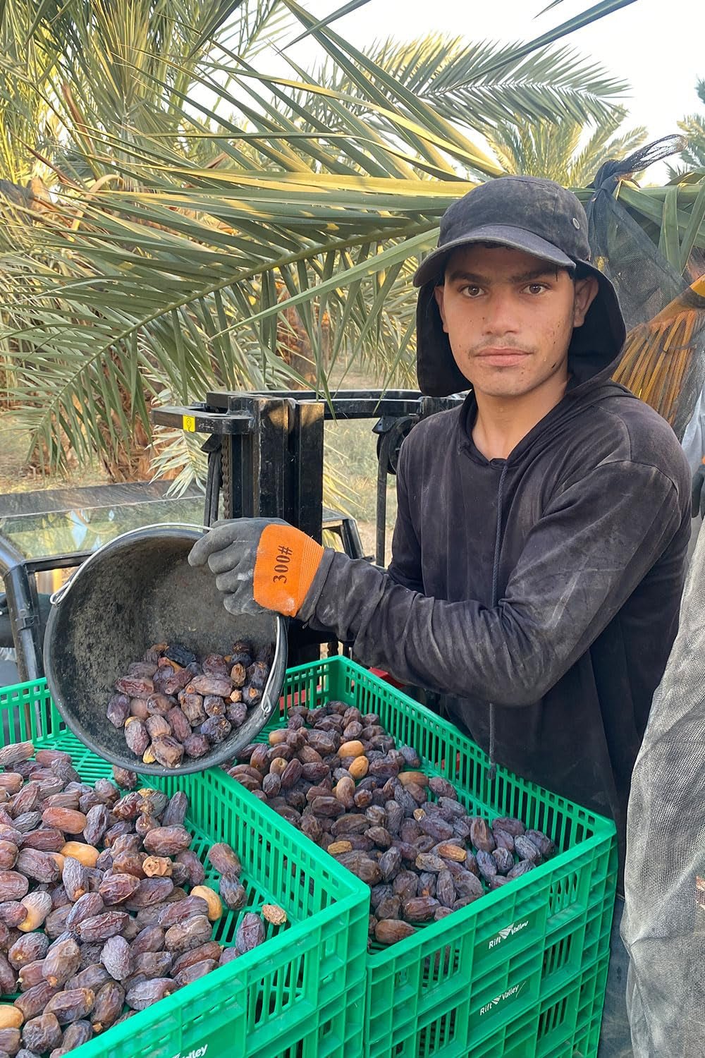 NABALI FAIRKOST POUR TOUS Medjoul - Medjool Dattes Choix I - 100% naturel aromatique frais oriental doux I sucré comme le miel et caramélisé I Origine : Palestine I (1x1KG) Produits déshydratés Naty Shop
