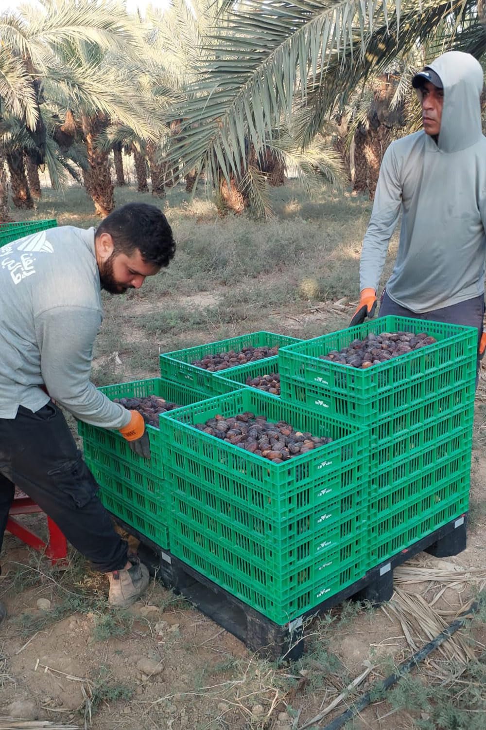 NABALI FAIRKOST POUR TOUS Medjoul - Medjool Dattes Choix I - 100% naturel aromatique frais oriental doux I sucré comme le miel et caramélisé I Origine : Palestine I (1x1KG) Produits déshydratés Naty Shop