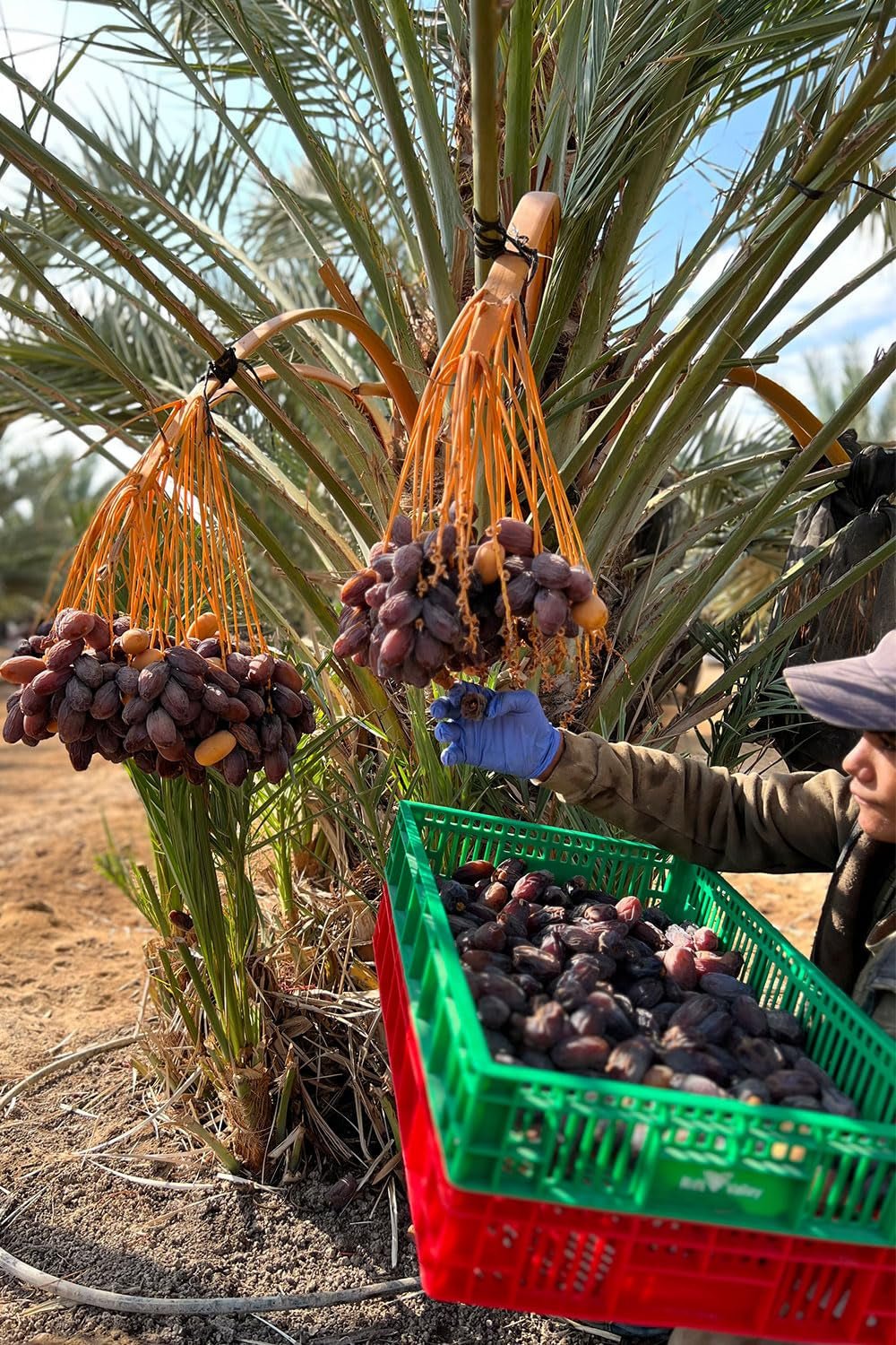 NABALI FAIRKOST POUR TOUS Medjoul - Medjool Dattes Choix I - 100% naturel aromatique frais oriental doux I sucré comme le miel et caramélisé I Origine : Palestine I (1x1KG) Produits déshydratés Naty Shop