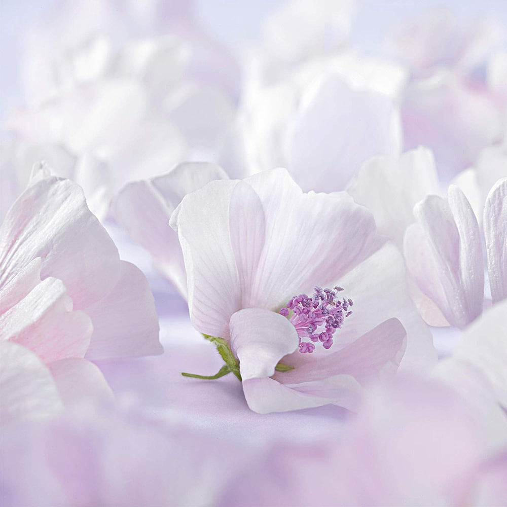 WELEDA Crème Visage Bio Baby Derma Mauve Blanche, crème hydratante pour peaux très sensibles et névrodermites, cosmétique naturelle pour soins intensifs et soulagement des démangeaisons (1 x 50 ml) Enfant - Bains et Soin Naty Shop